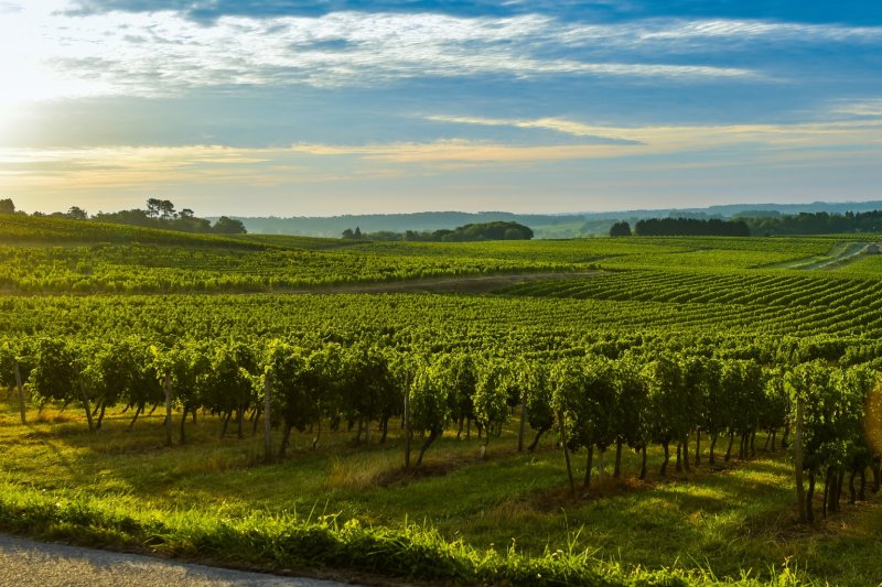Crise viticole et reconfiguration des vignobles : comprendre les dynamiques 2025