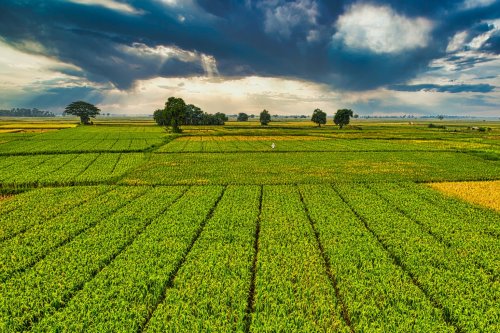 Le foncier rural comme classe d’actifs : pourquoi la terre change de statut et ce que cela implique pour les investisseurs